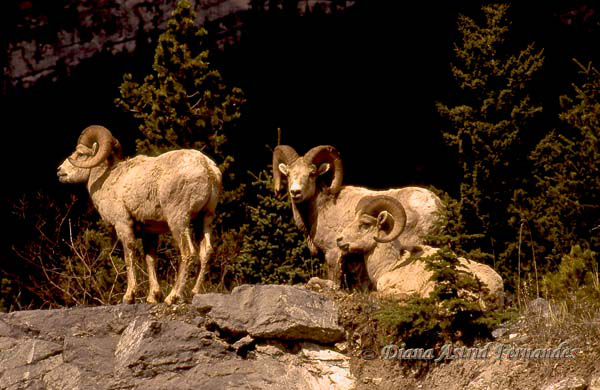 Bighorn-Sheep-Alberta